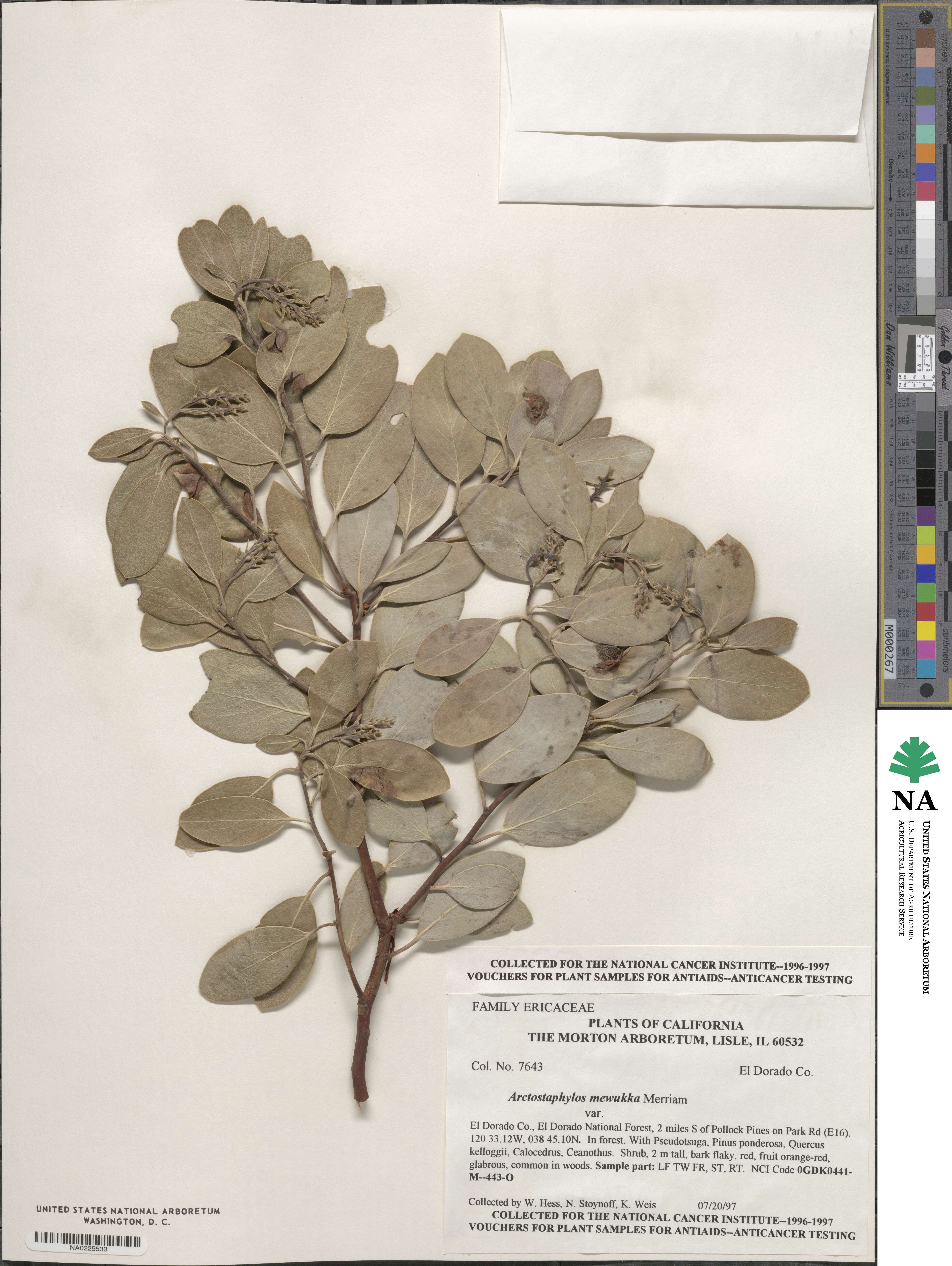 Arctostaphylos mewukka image