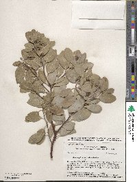 Image of Arctostaphylos mewukka