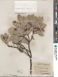 Arctostaphylos mewukka image