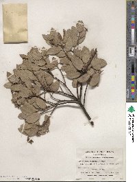 Arctostaphylos mewukka image