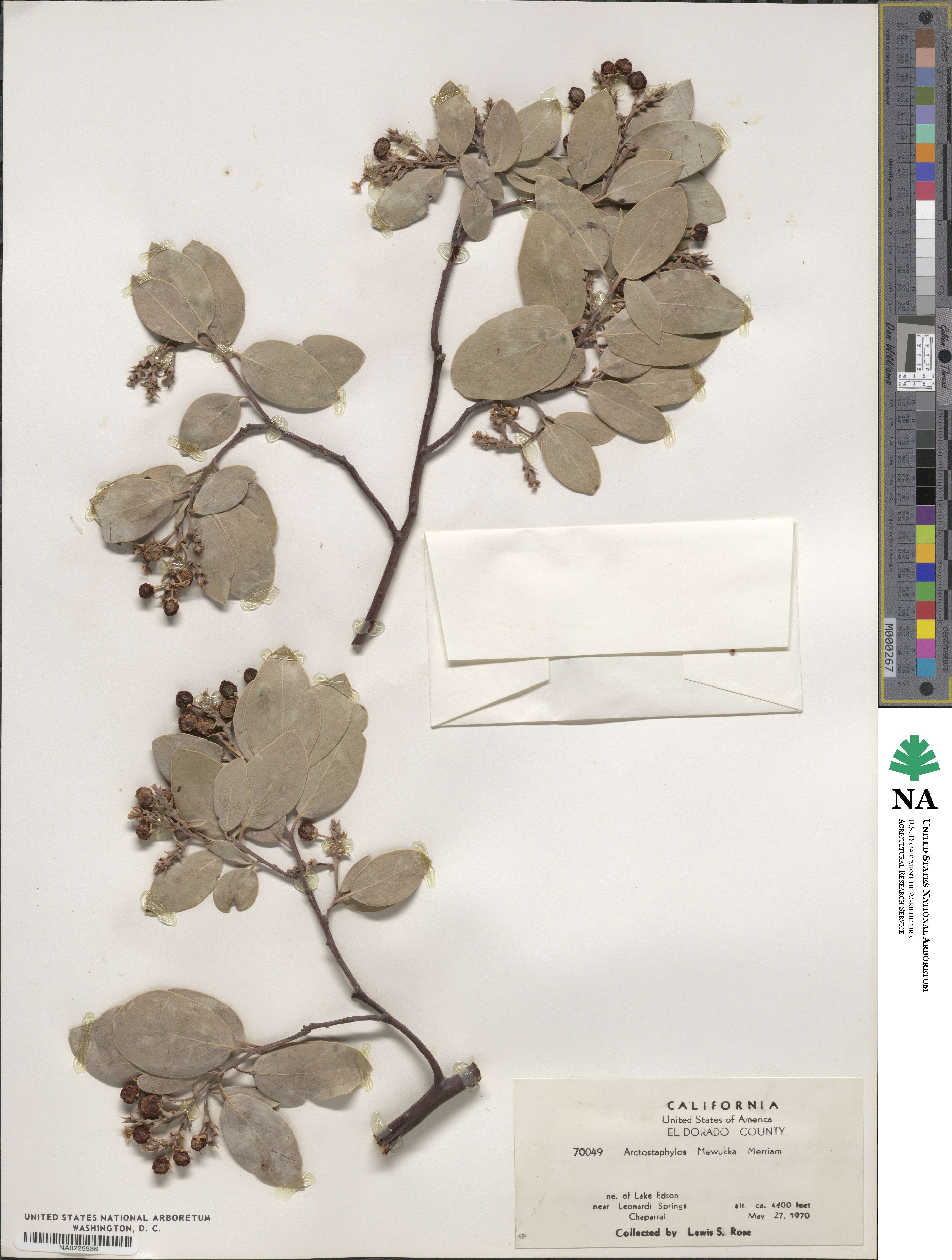 Arctostaphylos mewukka image