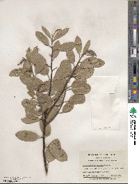 Arctostaphylos mewukka image