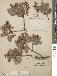 Arctostaphylos mewukka image