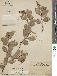 Arctostaphylos mewukka image