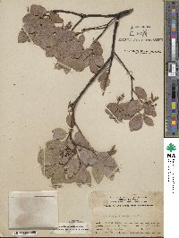 Arctostaphylos mewukka image