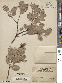 Arctostaphylos mewukka image