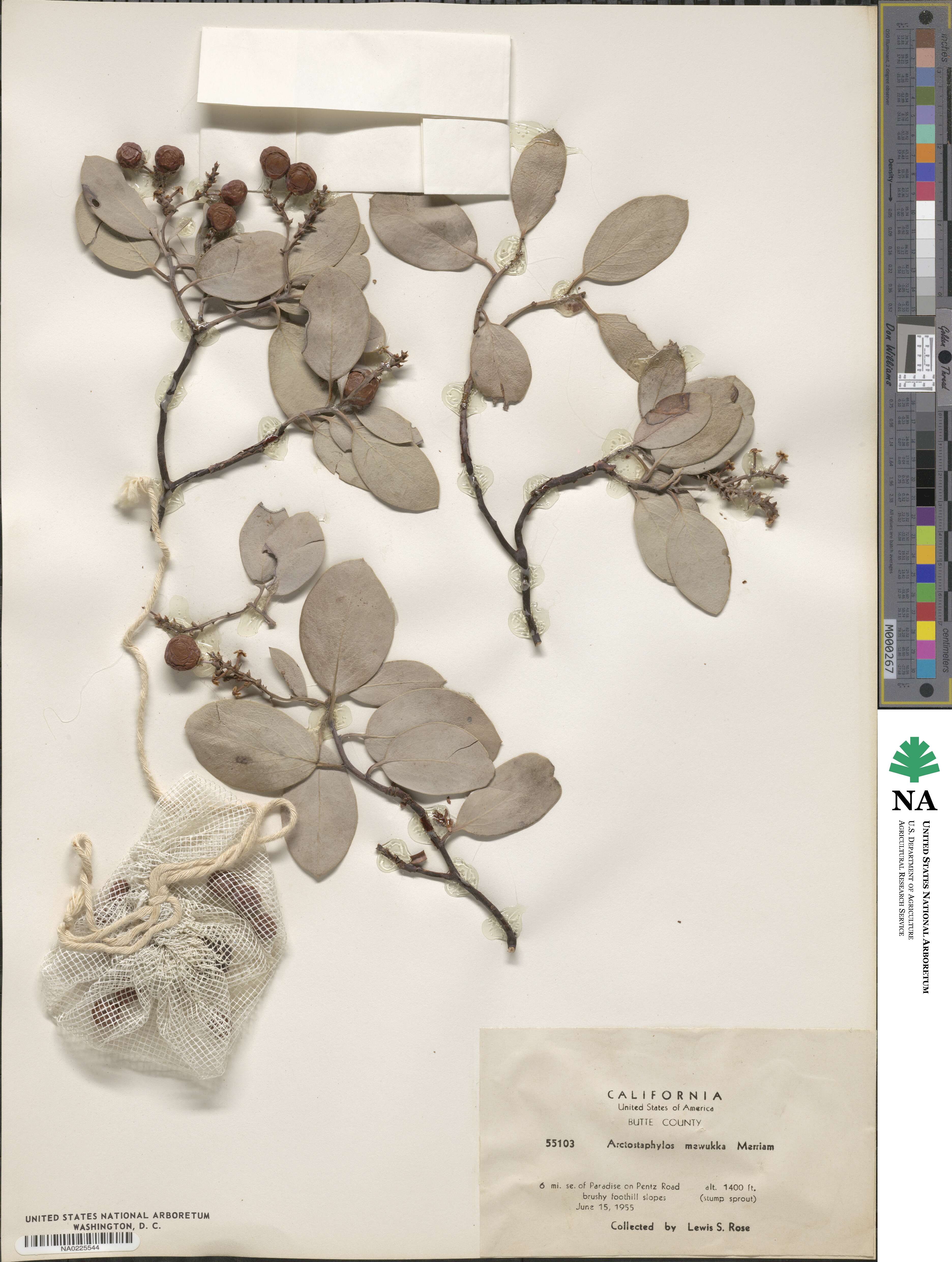 Arctostaphylos mewukka image