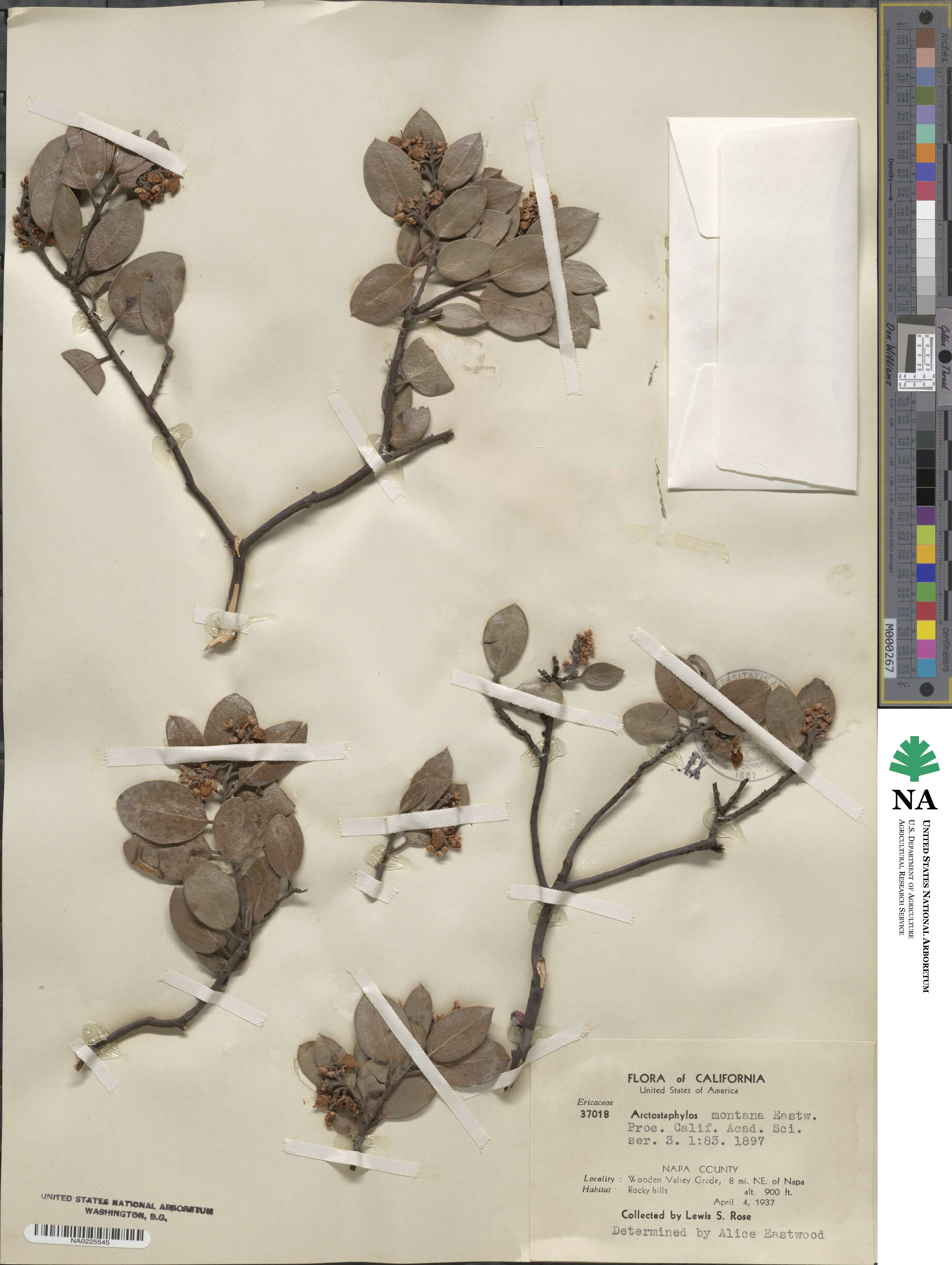 Arctostaphylos hookeri subsp. montana image