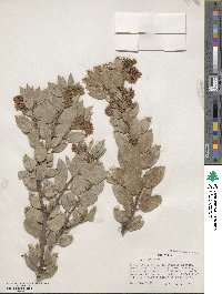 Image of Arctostaphylos montereyensis