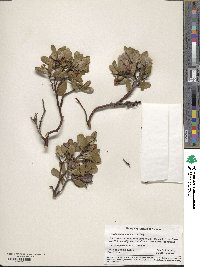 Arctostaphylos nevadensis image