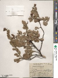 Arctostaphylos nevadensis image