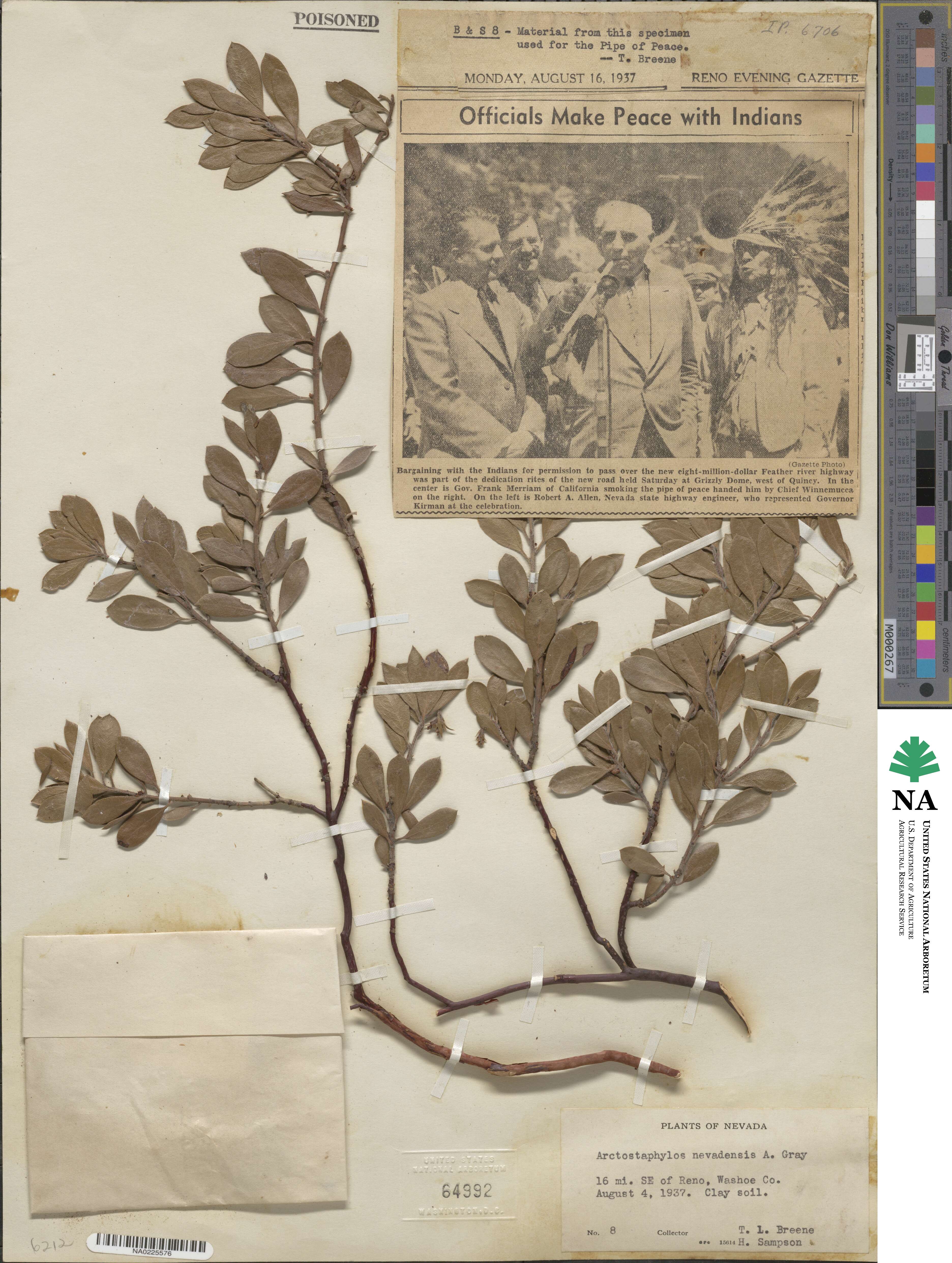 Arctostaphylos nevadensis image