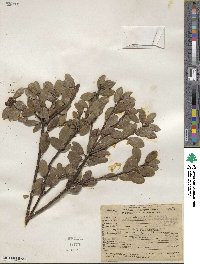 Arctostaphylos nevadensis image