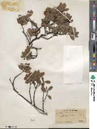 Arctostaphylos nevadensis image