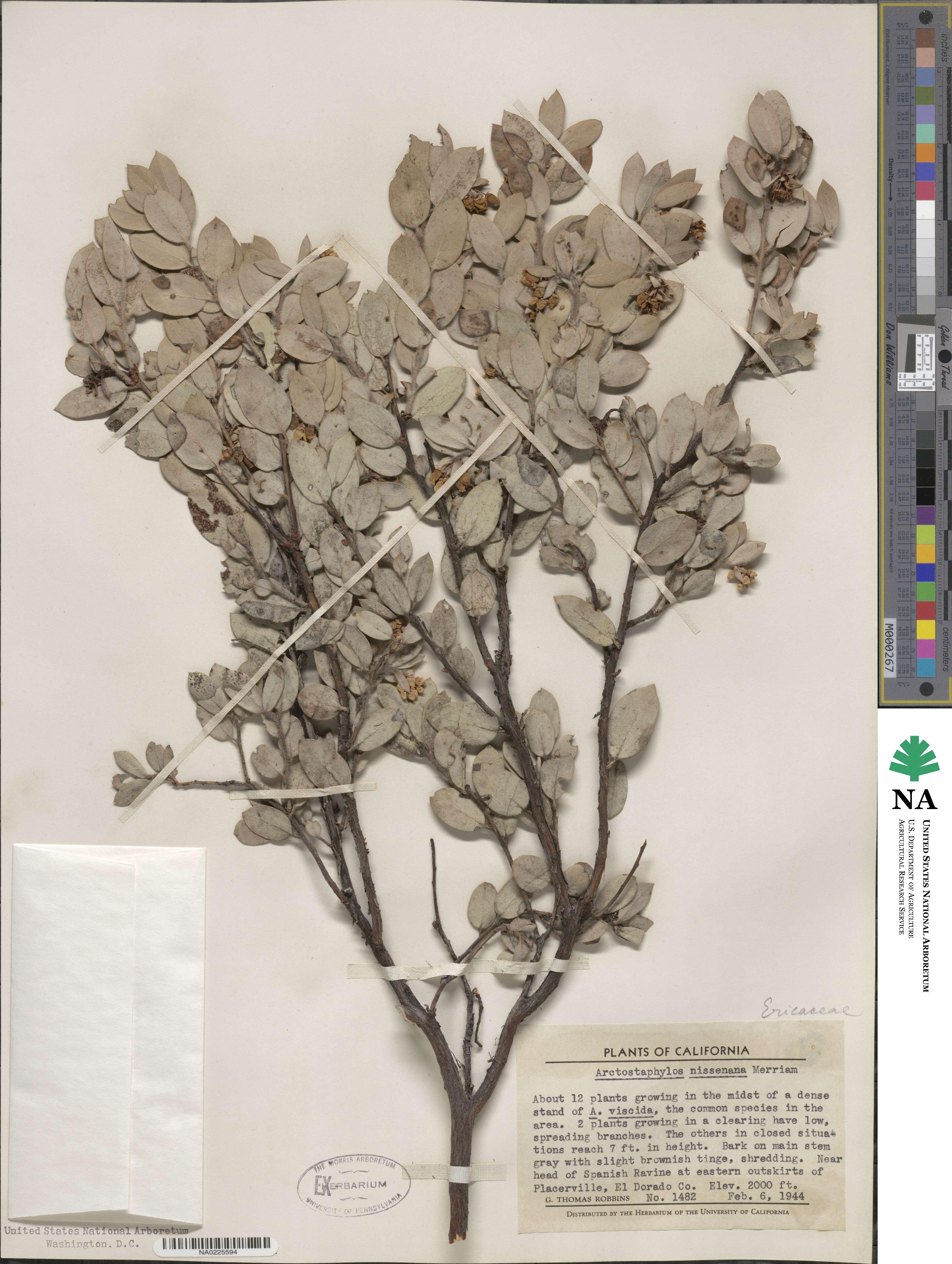 Arctostaphylos nissenana image