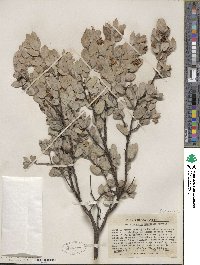 Arctostaphylos nissenana image