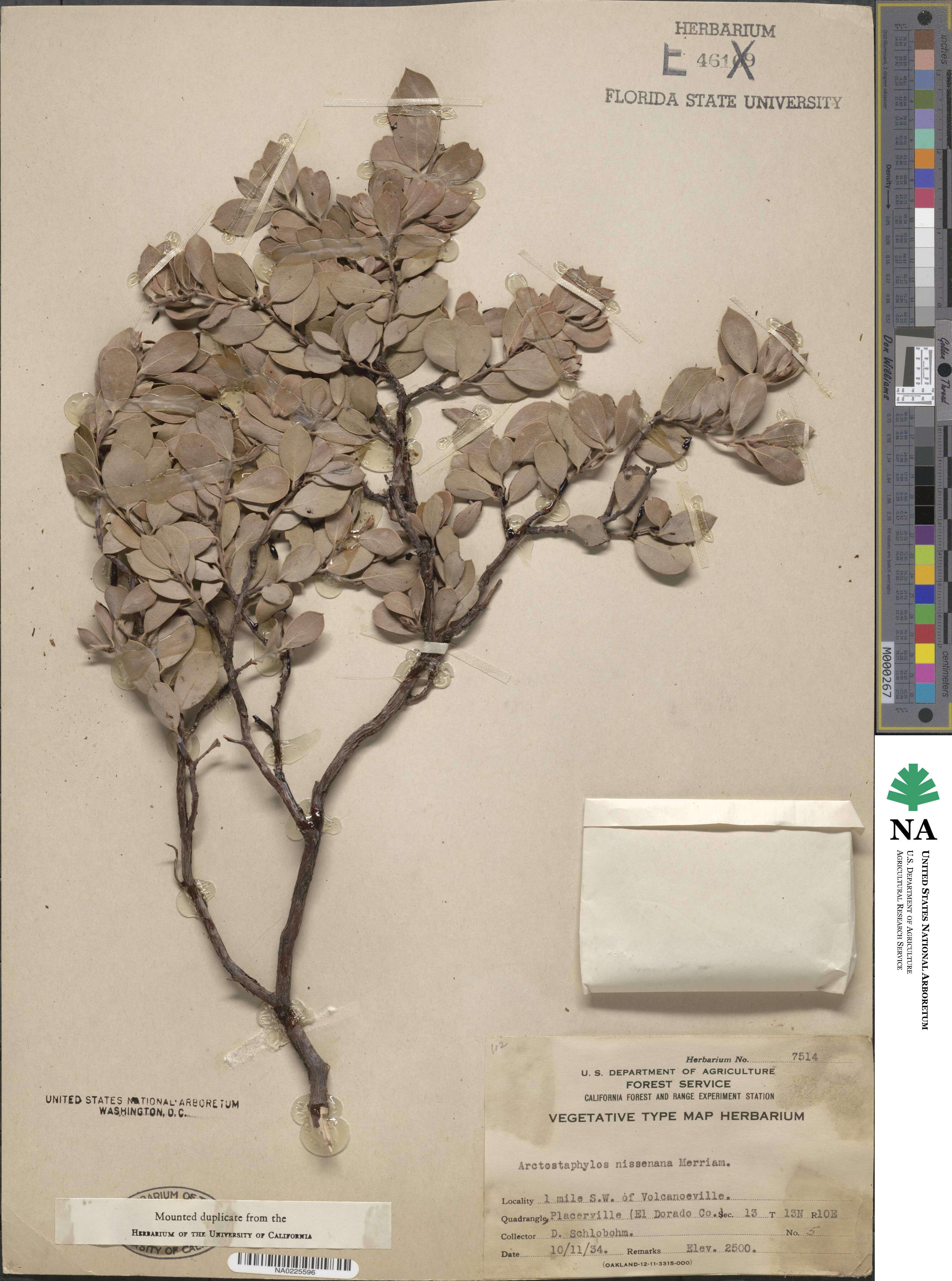 Arctostaphylos nissenana image