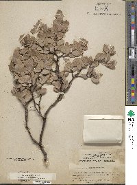 Arctostaphylos nissenana image