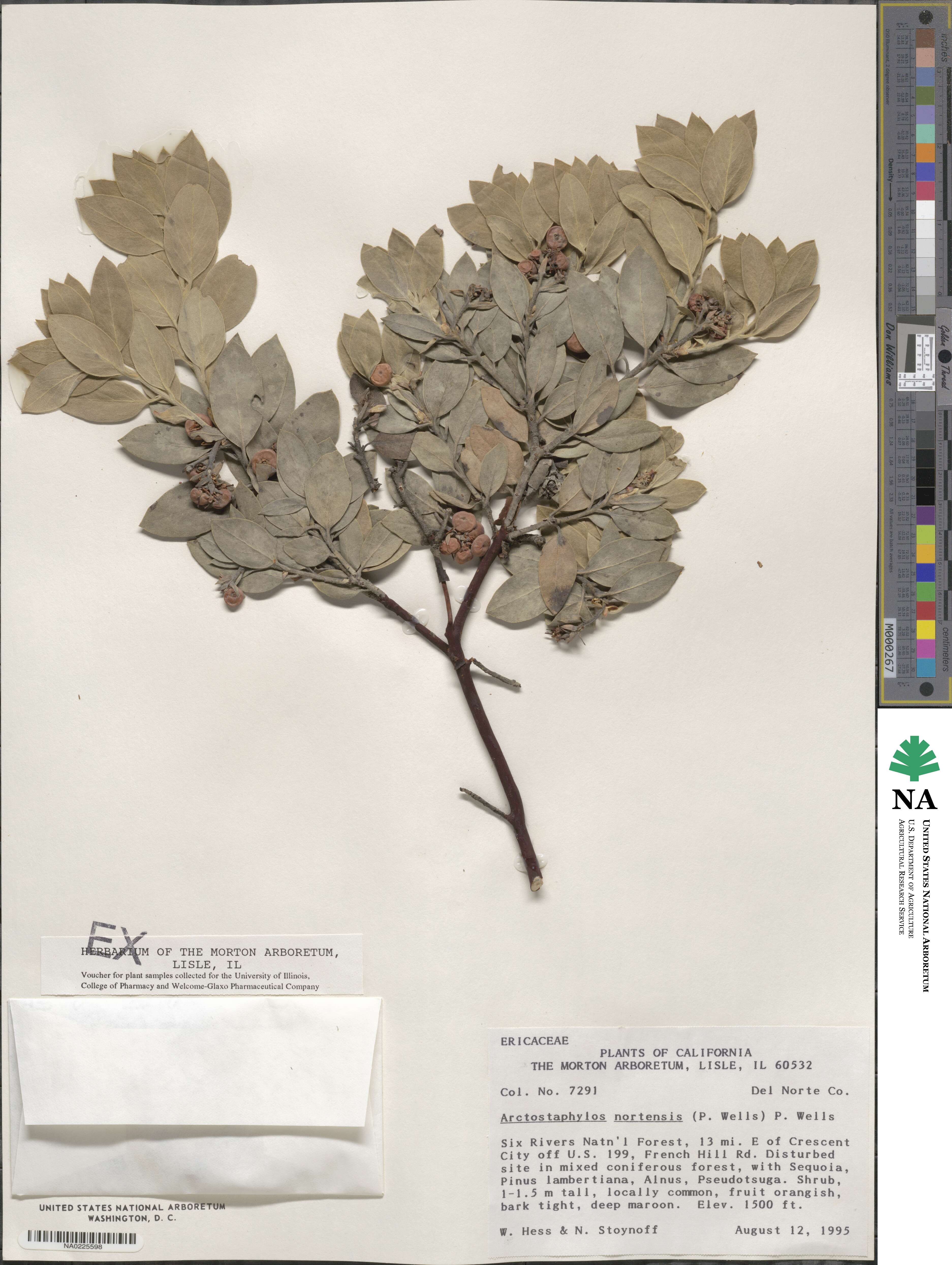 Arctostaphylos nortensis image