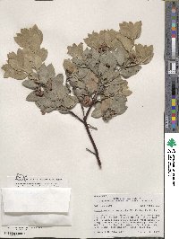 Arctostaphylos nortensis image