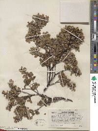 Arctostaphylos nummularia image