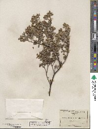 Arctostaphylos nummularia image