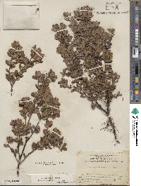 Arctostaphylos nummularia image