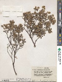 Arctostaphylos nummularia image