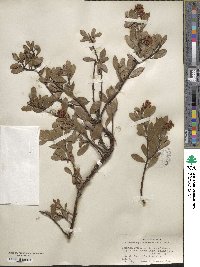 Arctostaphylos nevadensis image