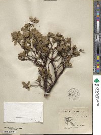 Arctostaphylos nevadensis image