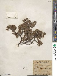 Arctostaphylos nevadensis image