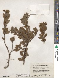 Arctostaphylos nevadensis image