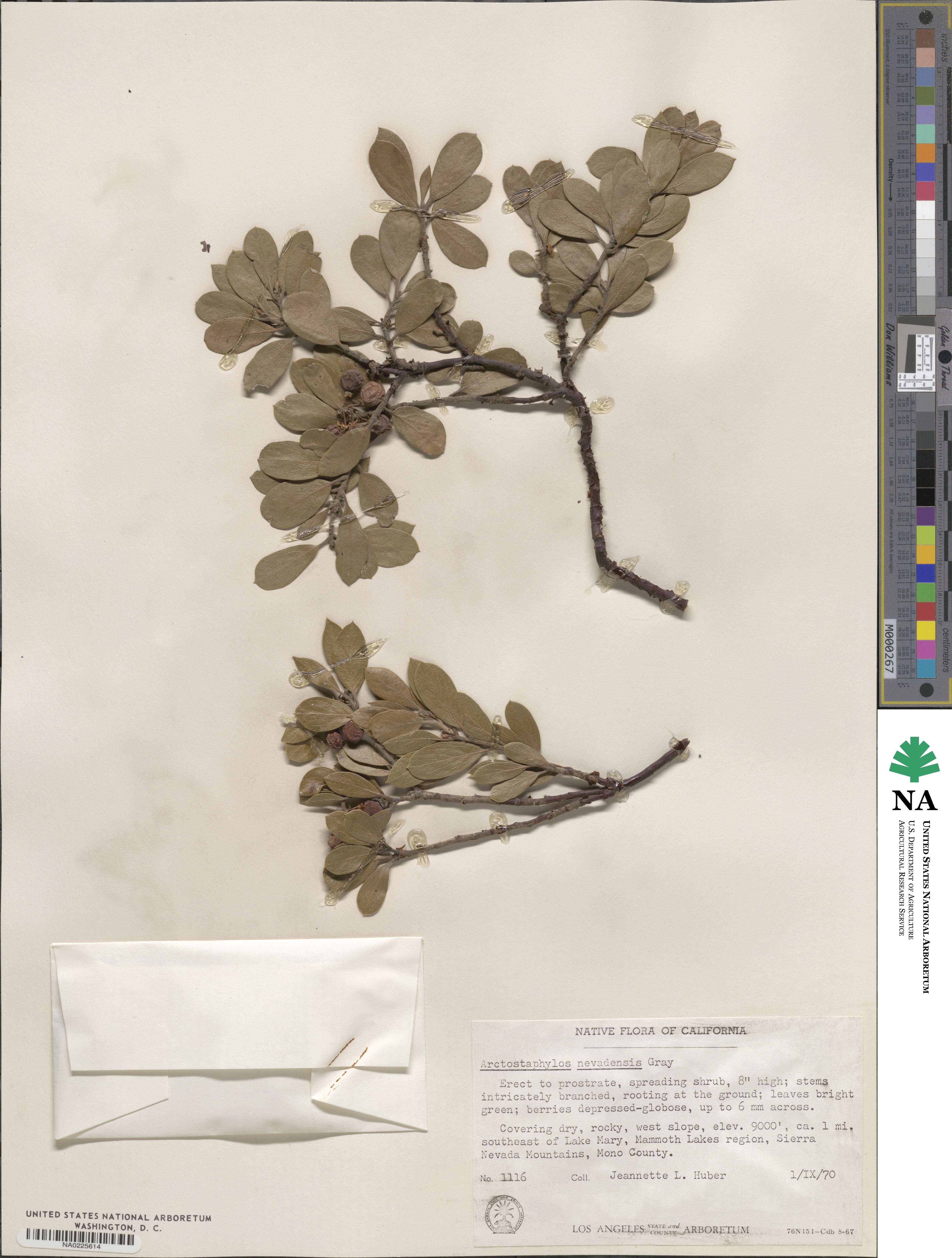 Arctostaphylos nevadensis image
