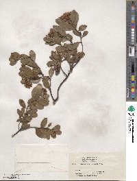 Arctostaphylos nevadensis image