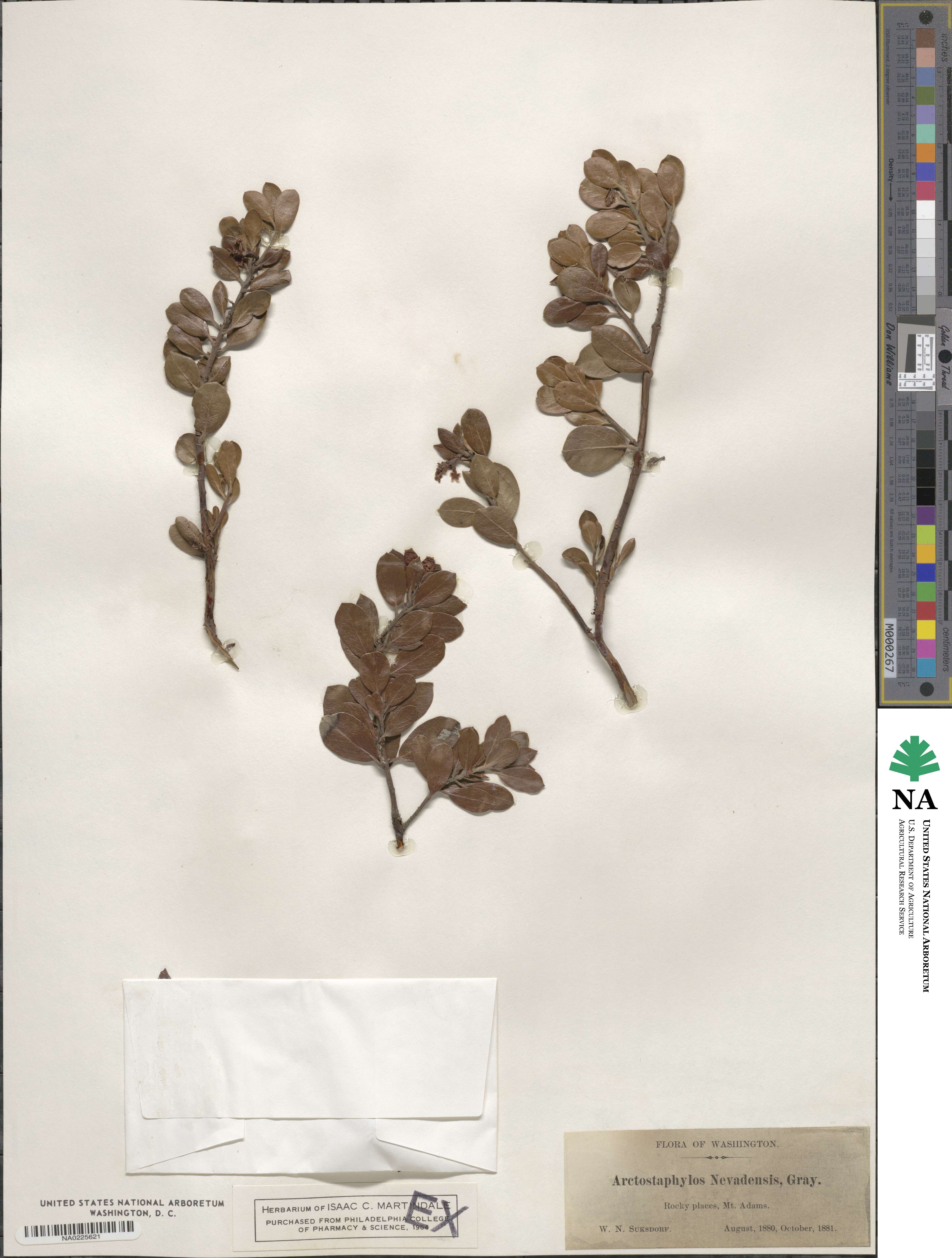 Arctostaphylos nevadensis image