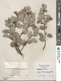 Arctostaphylos obispoensis image