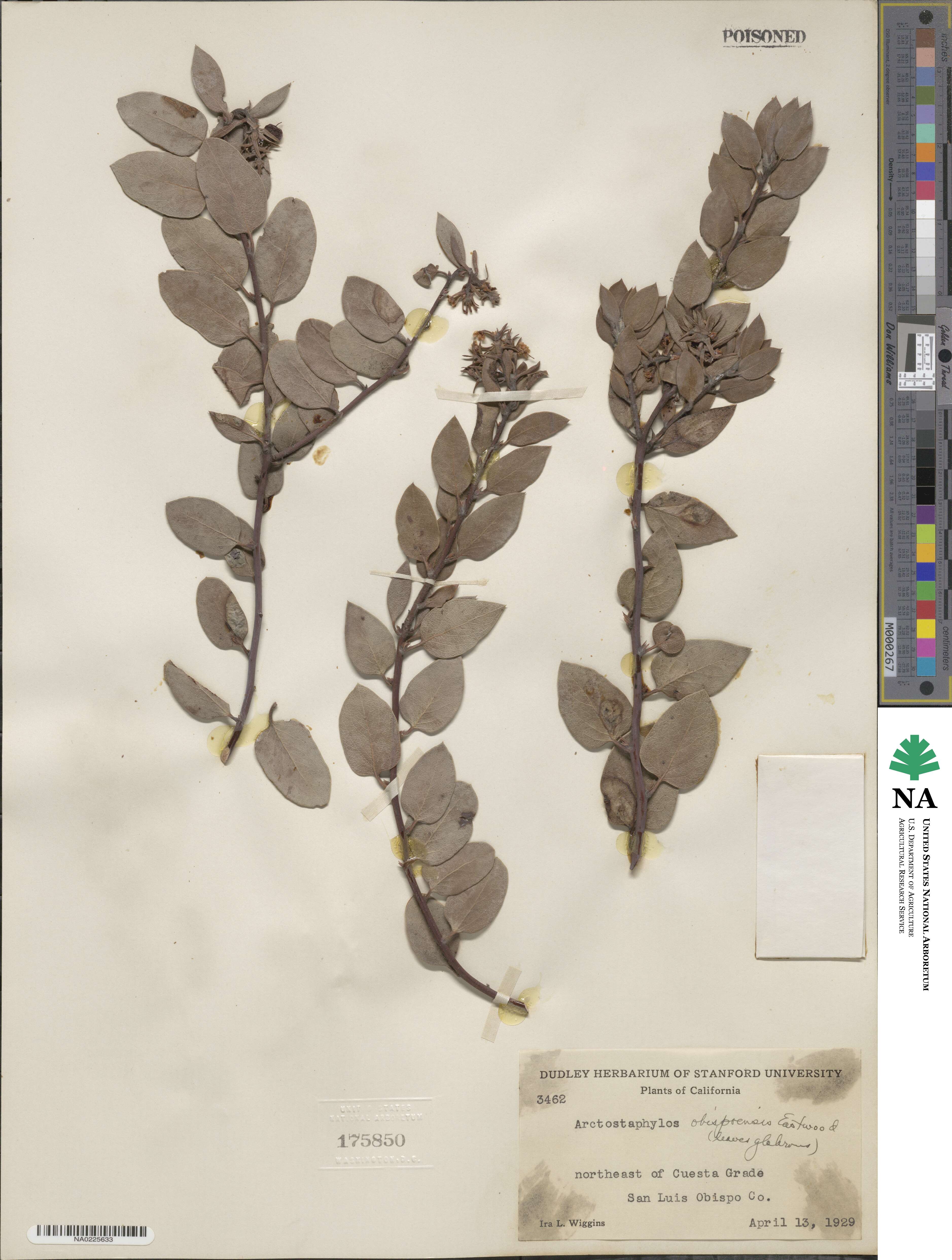 Arctostaphylos obispoensis image