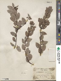 Arctostaphylos obispoensis image