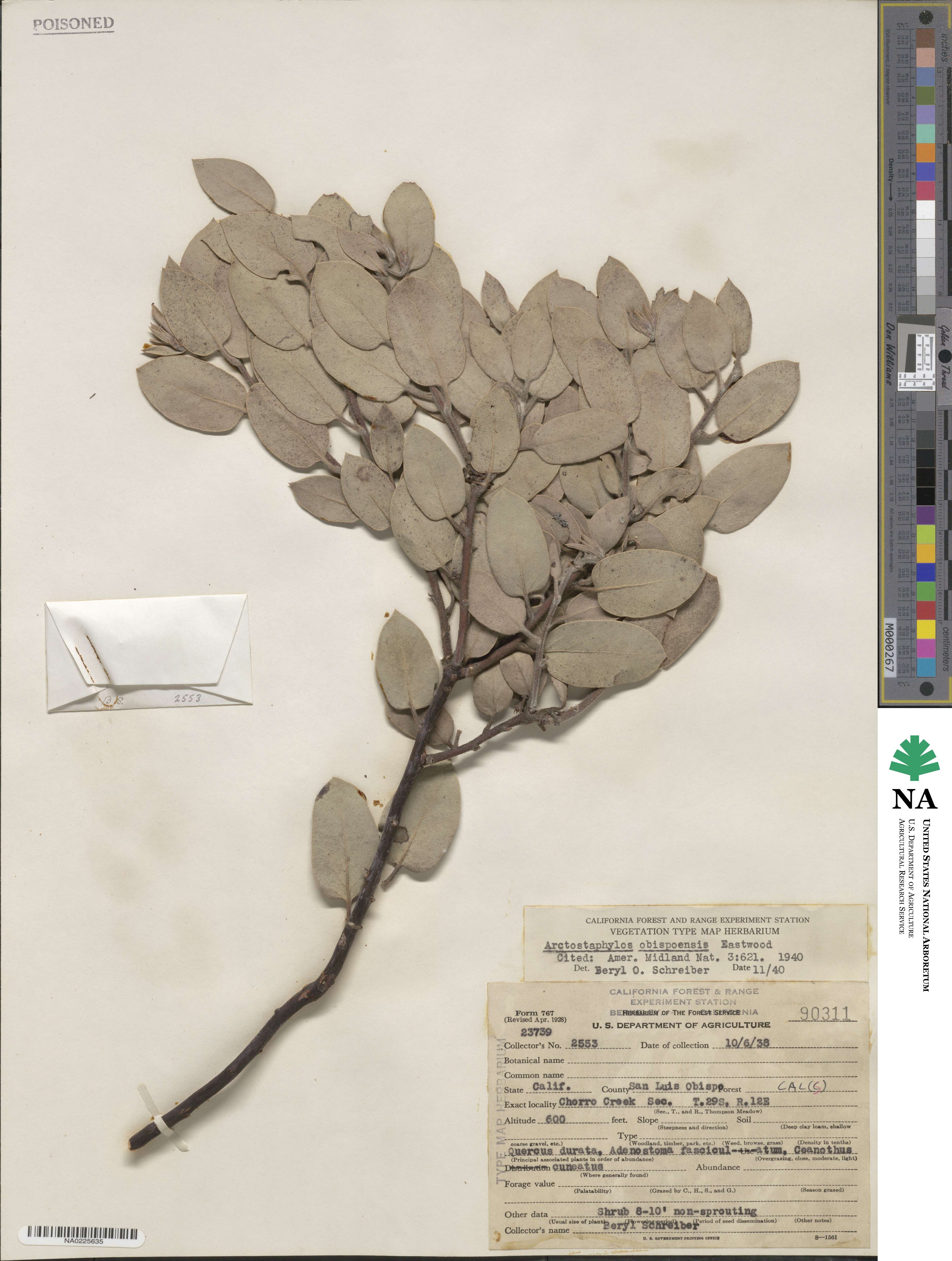 Arctostaphylos obispoensis image