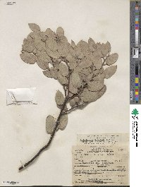 Arctostaphylos obispoensis image