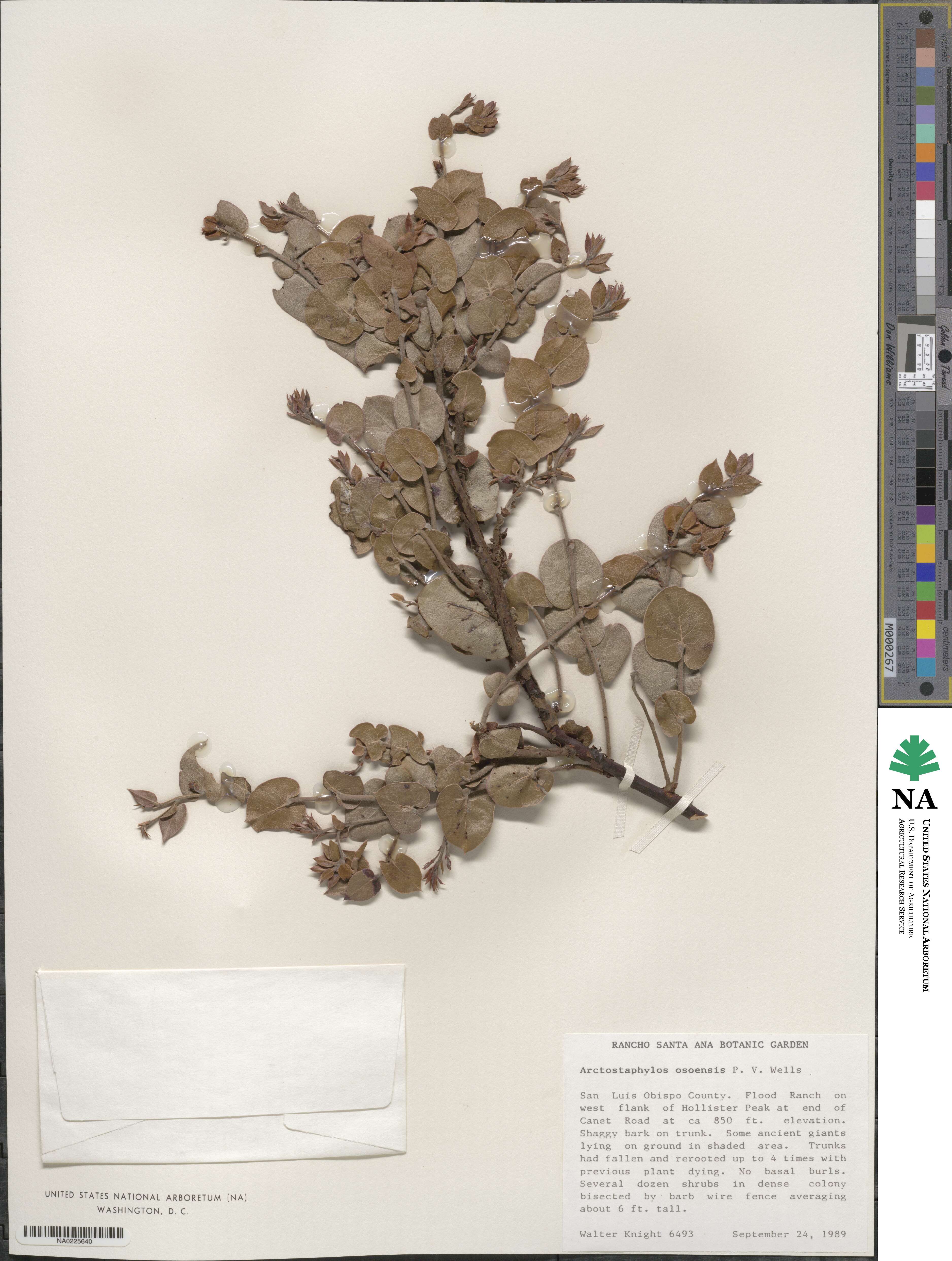 Arctostaphylos osoensis image