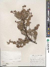 Arctostaphylos osoensis image