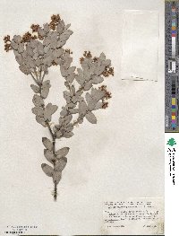 Arctostaphylos pajaroensis image