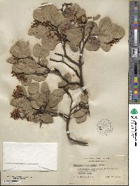 Arctostaphylos patula subsp. patula image