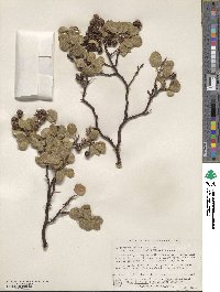 Arctostaphylos patula image