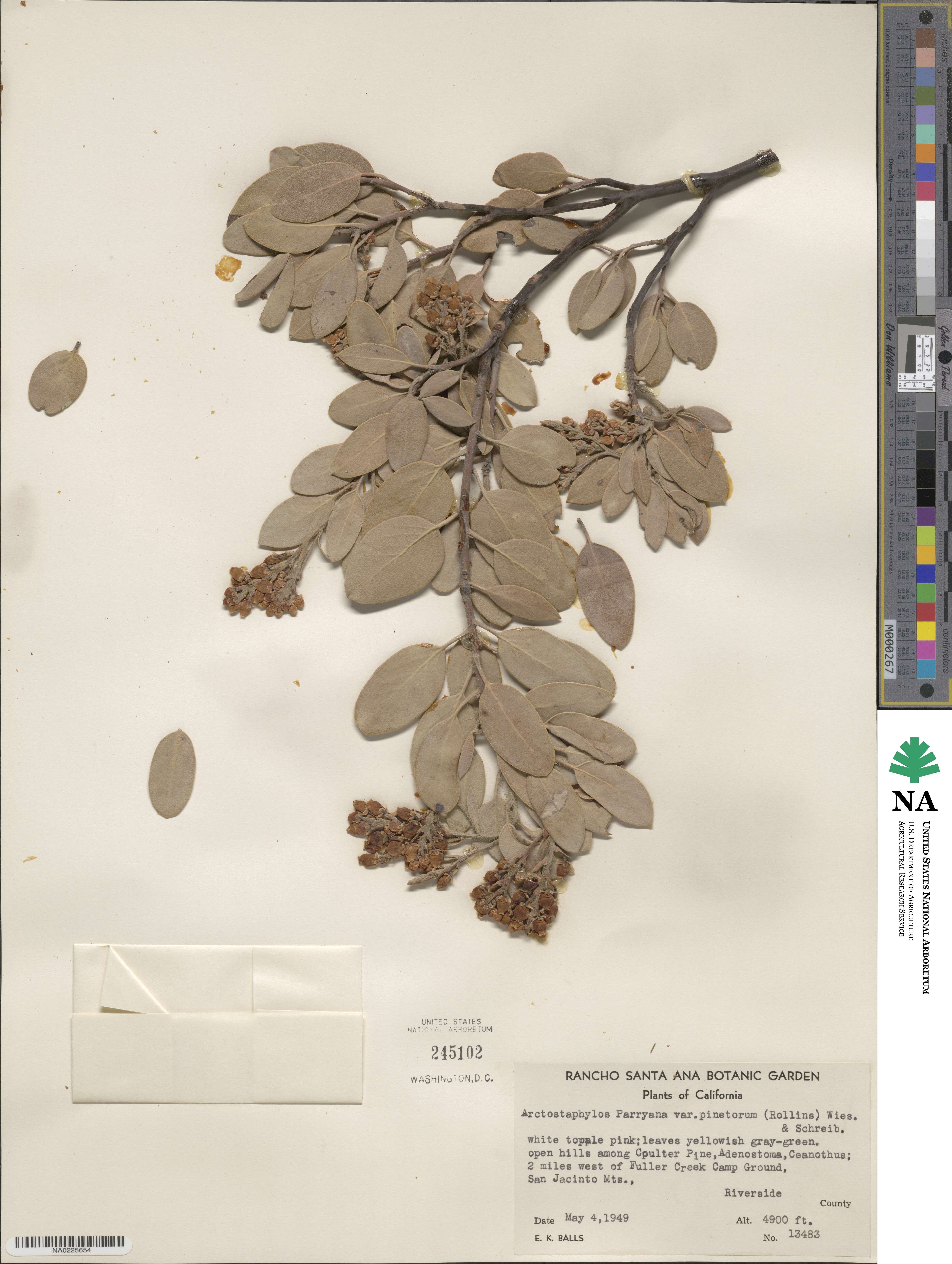 Arctostaphylos patula subsp. patula image