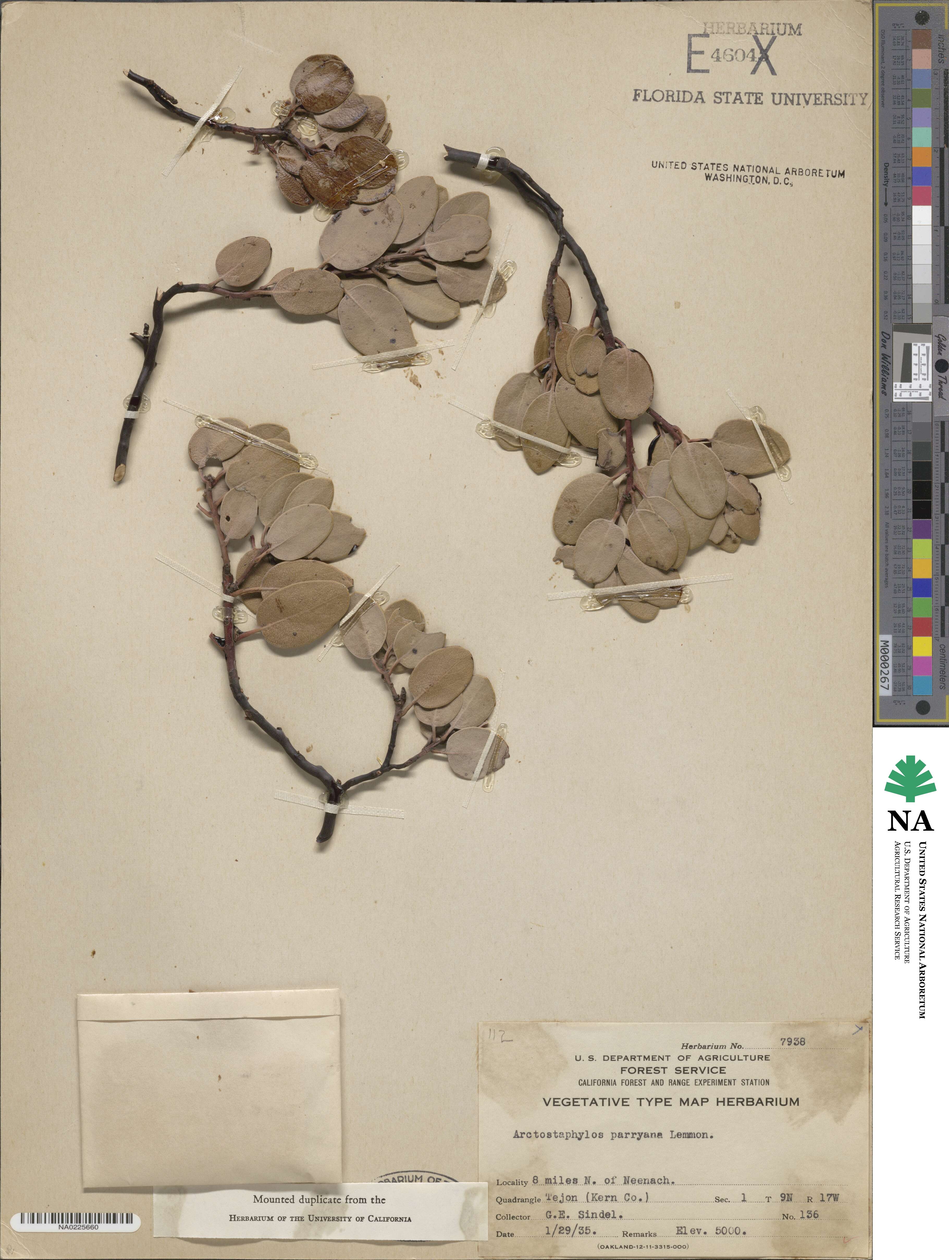 Arctostaphylos parryana image