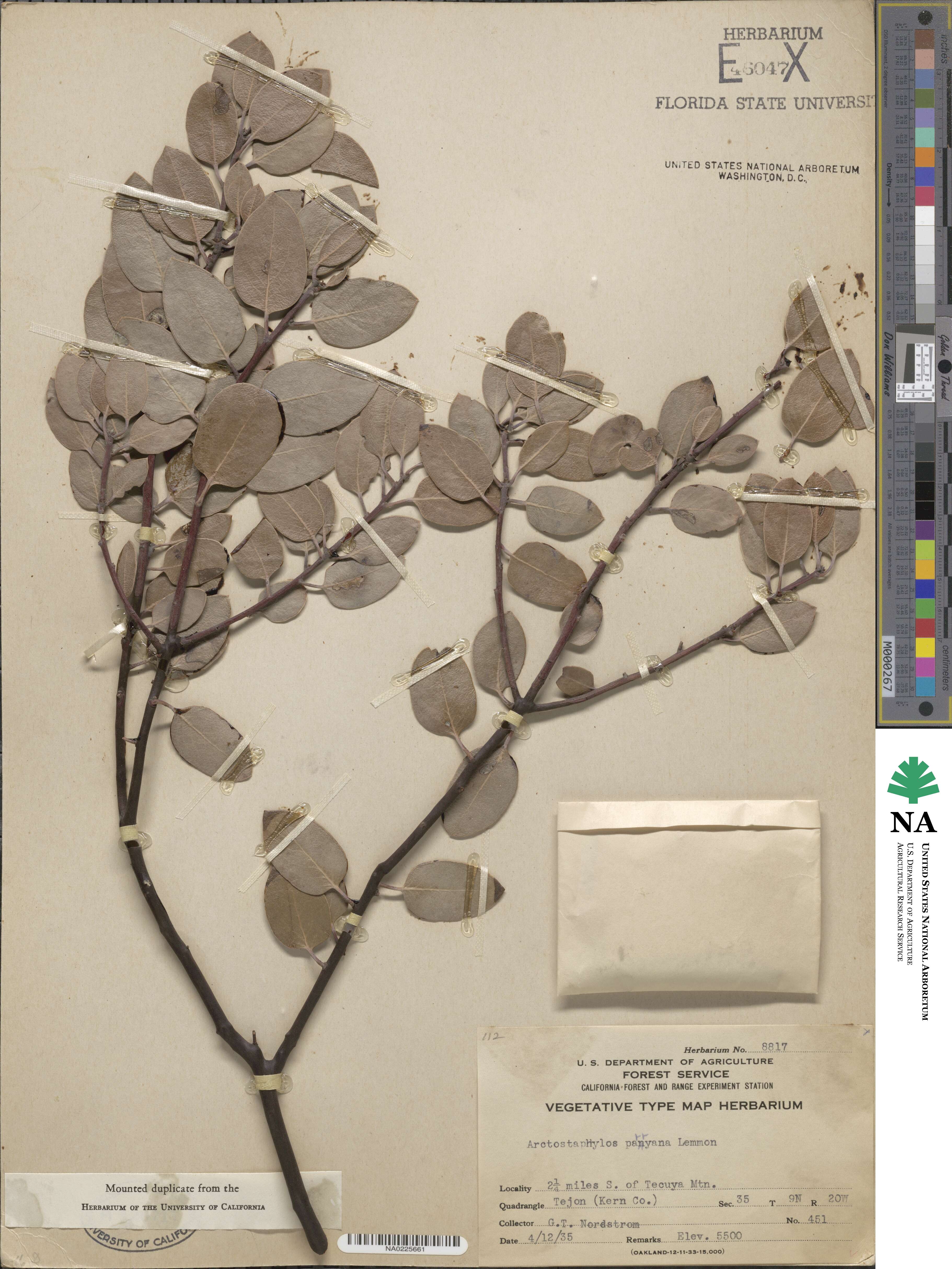 Arctostaphylos parryana image