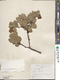 Arctostaphylos patula image