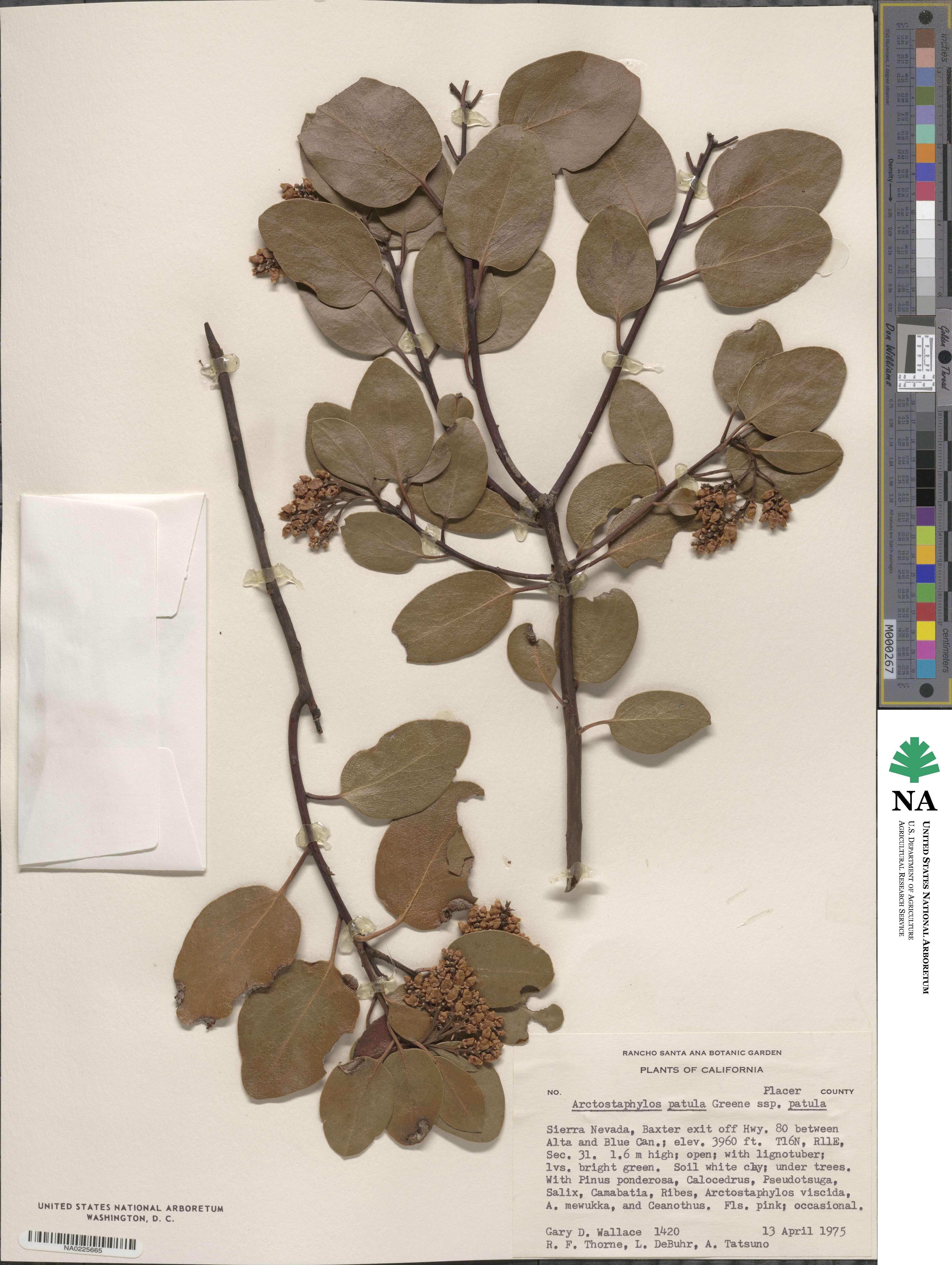 Arctostaphylos patula image